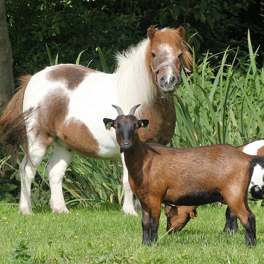 Ein Pony und eine Ziege stehen auf einer Wiese