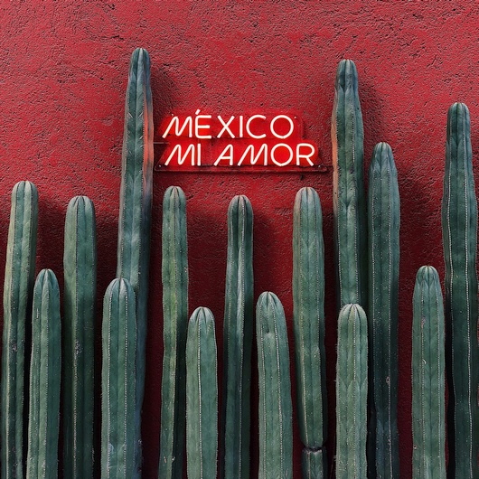 Kakteen vor einer Mauer mit dem Schild „MEXICO MI AMOR“ (Bild: Emir Saldierna // unsplash)