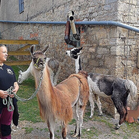 Es sind Lamas und eine Frau zu sehen.