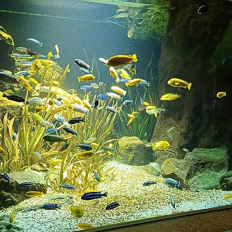 Fische in einem Aquarium im Frankfurter Zoo