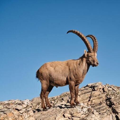 steinbock steht auf einem Fels