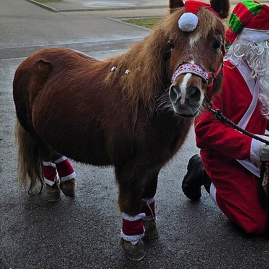 Weihnachtlich geschmücktes Pony