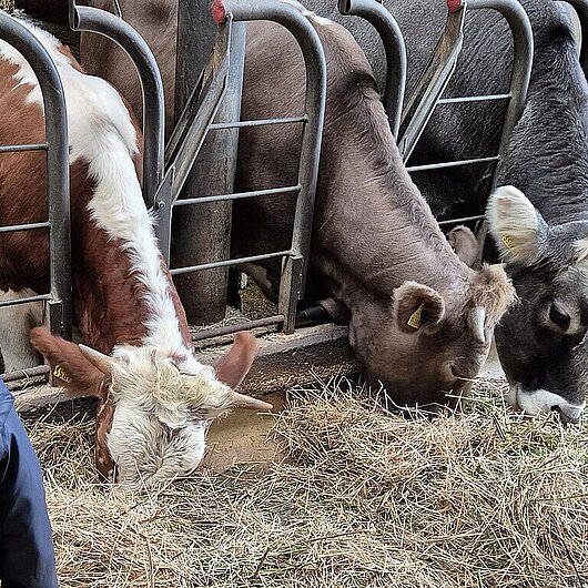 Kühe im Stall 
