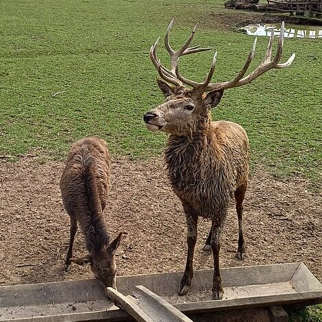 Hirsche im Wildpark