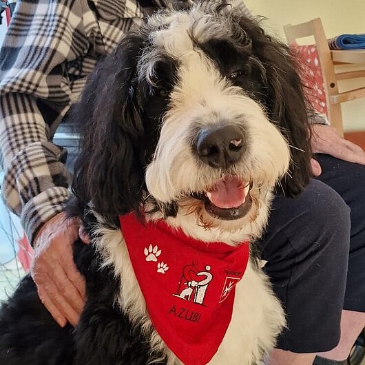 Hund des Hundebesuchsdienstes