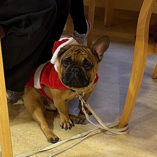 Weihnachtlich geschmückter Hund