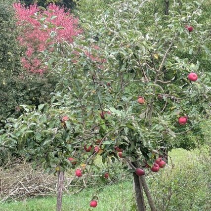 Ein Baum ist zu sehen. 