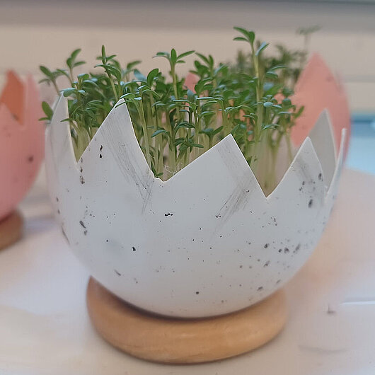 Dekoei bepflanzt mit Kresse