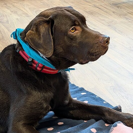 Ein brauner Labrador der Tierakademie Stollberg auf einer Decke bei seinem Besuch in den WGs in Lauter.